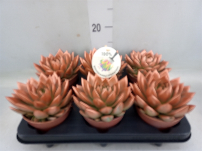 <h4>Echeveria  'Miranda'</h4>