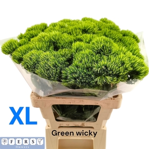 DI BARB GREEN WICKY