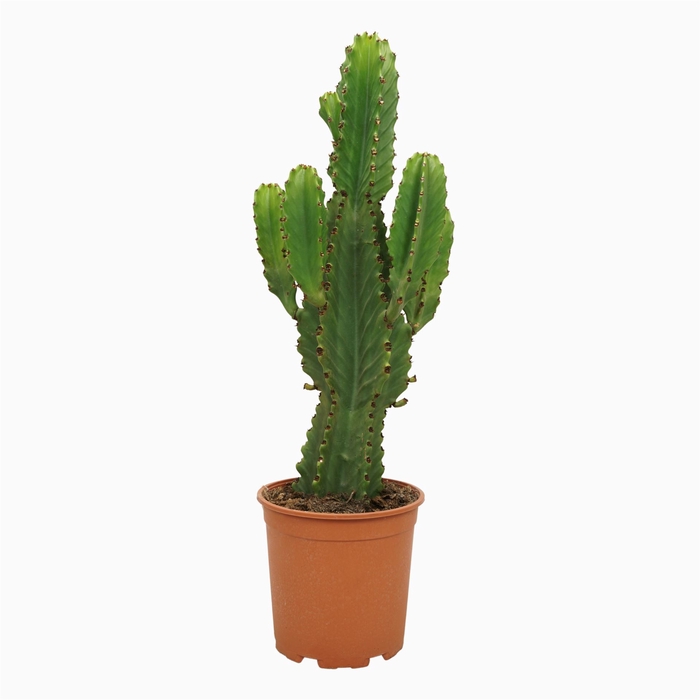 <h4>Euphorbia ingens</h4>