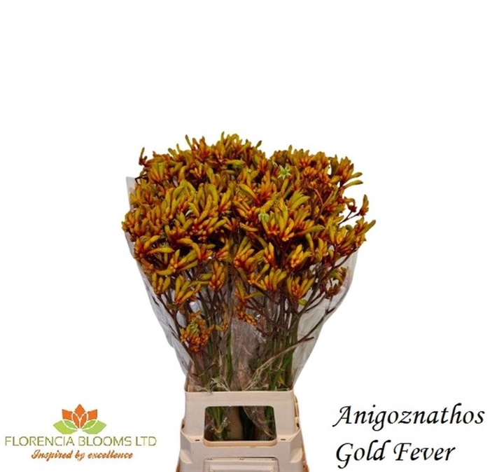 <h4>ANIGOZANTHOS GOLD FEVER</h4>
