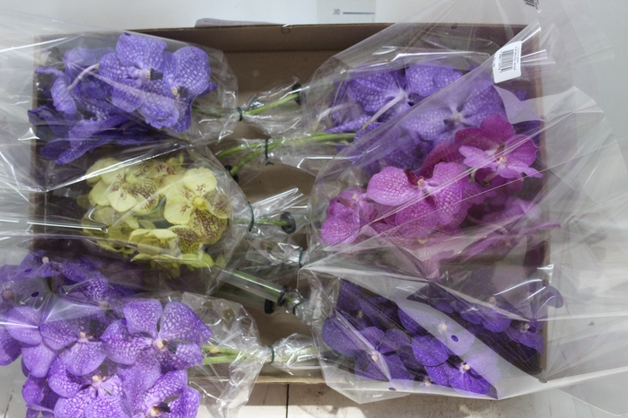 <h4>FLOR DE VANDA VARIADO</h4>
