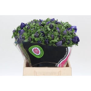 Anemone Mistral Plus Blue