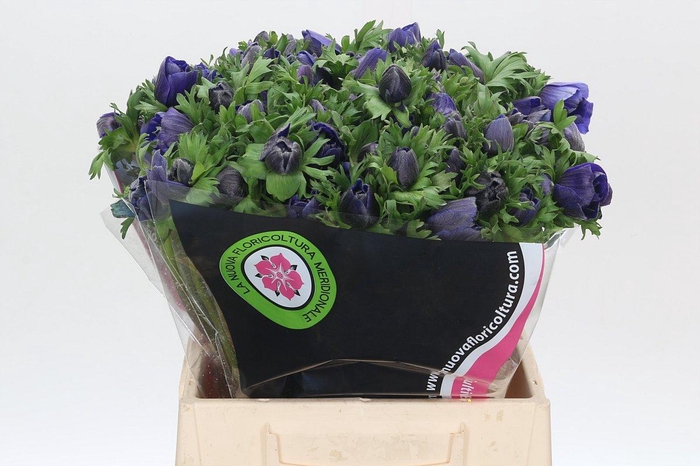<h4>Anemone Mistral Plus Blue</h4>