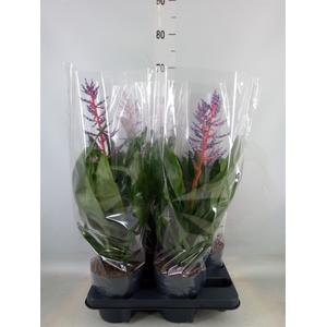 Aechmea  'Blue Rain'