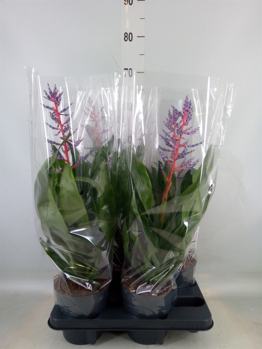 <h4>Aechmea  'Blue Rain'</h4>