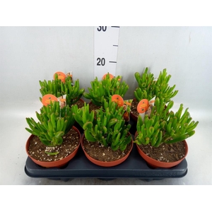 Crassula ovata 'Horn Tree'