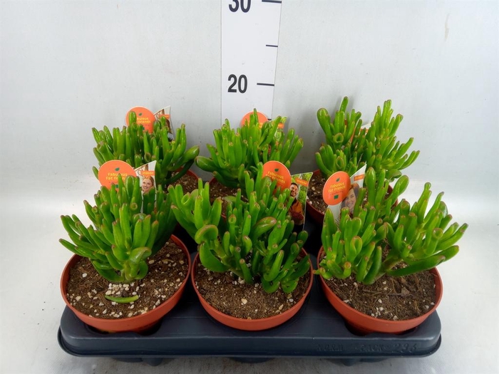 <h4>Crassula ovata 'Horn Tree'</h4>