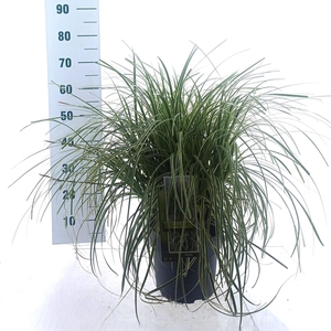 Carex Feather Falls