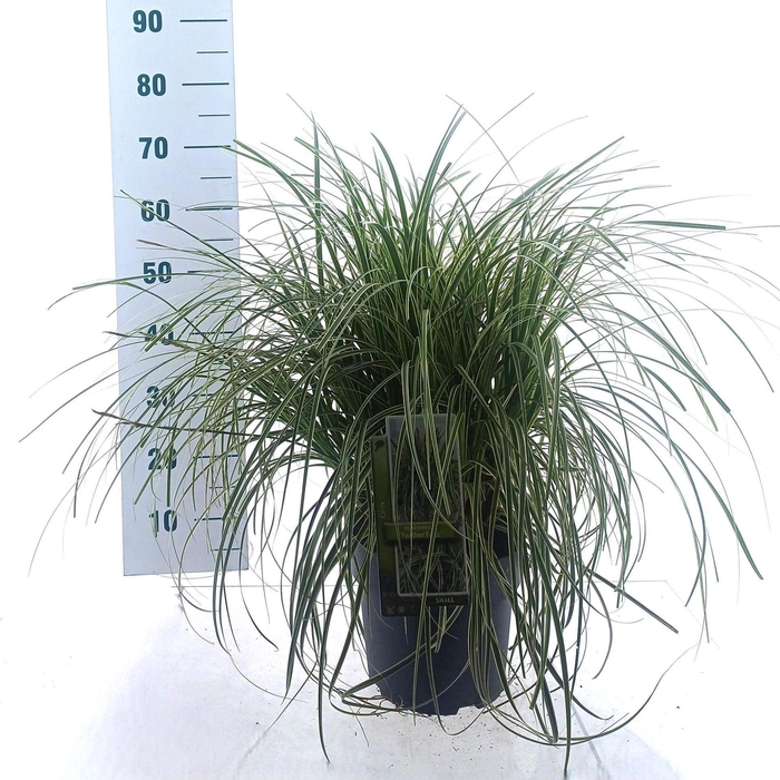 <h4>Carex Feather Falls</h4>