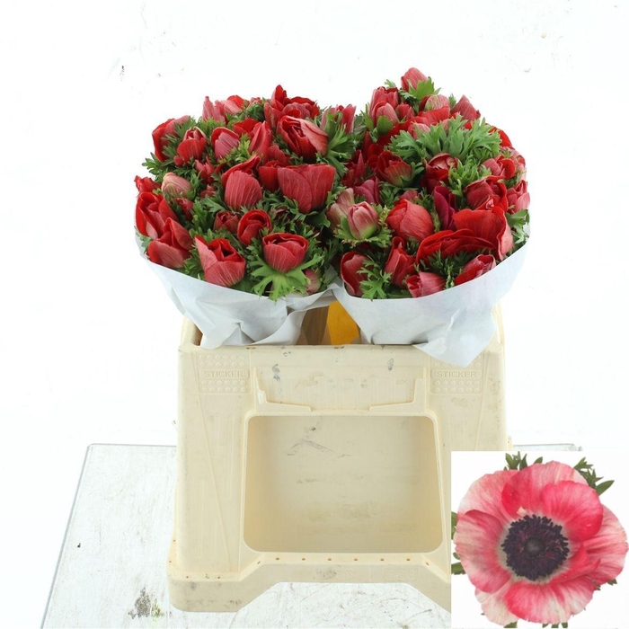 <h4>ANEM CO MIS + RED</h4>