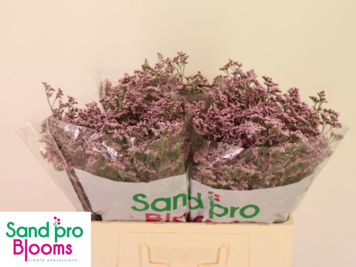 <h4>LIM SAF OSHI PINK</h4>