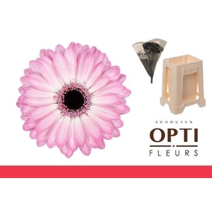 Germini Lollipop Water