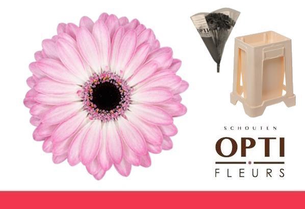 <h4>Germini Lollipop Water</h4>