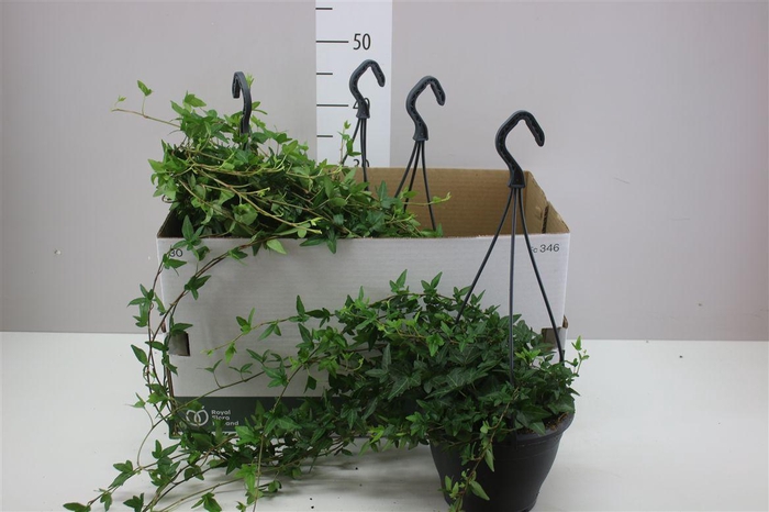 <h4>Hedera He Shamrock Hang</h4>