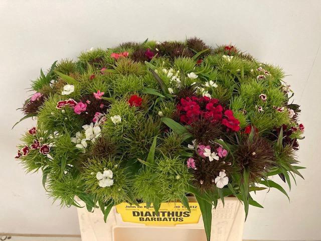 <h4>DI BARB GEM BOS</h4>