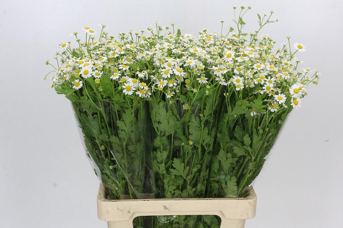 <h4>Tanacetum Camille</h4>