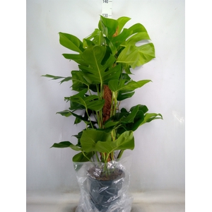 Monstera pertusum