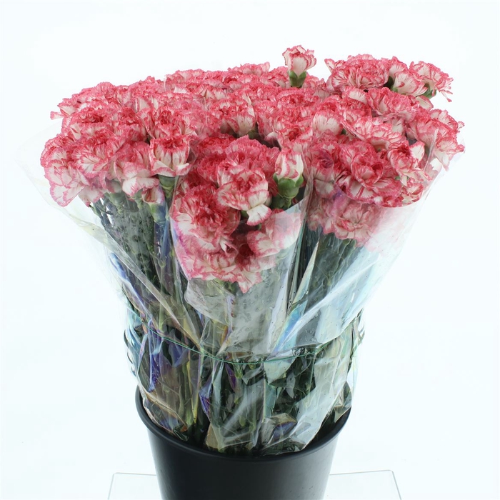<h4>Di St Bacarat Pink White</h4>