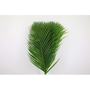 Cane Palm 80cm