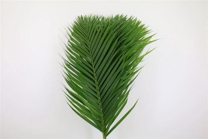 <h4>Cane Palm 80cm</h4>