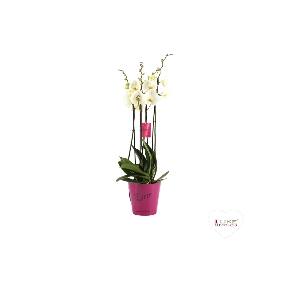 <h4>Deco Leeds - 3/4 tak</h4>