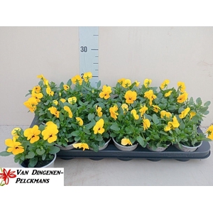 VIOLA CORNUTA TW YELLOW+EYE