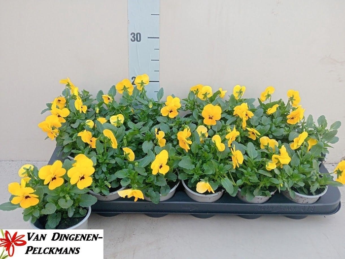 <h4>VIOLA CORNUTA TW YELLOW+EYE</h4>