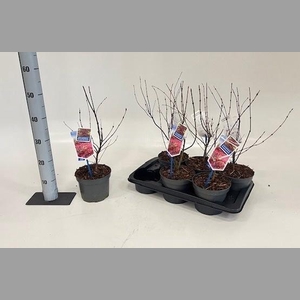 ACER PA ATROPURPUREU