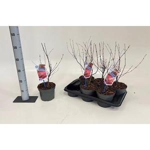 ACER PA ATROPURPUREU