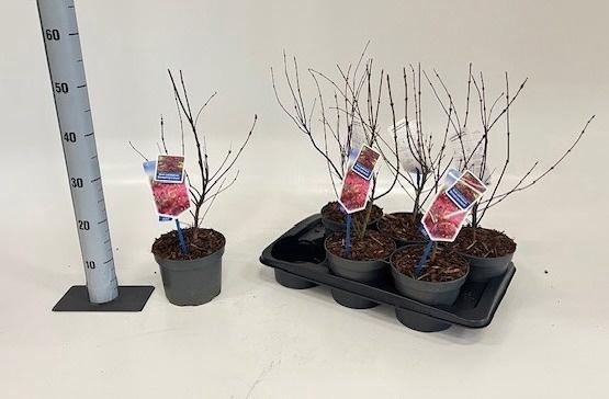 <h4>ACER PA ATROPURPUREU</h4>