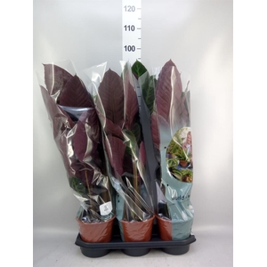 Calathea warscewiczii