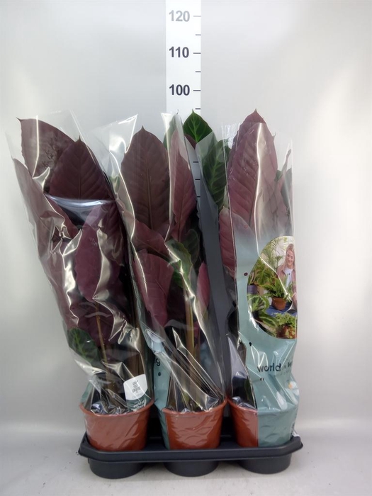 <h4>Calathea warscewiczii</h4>