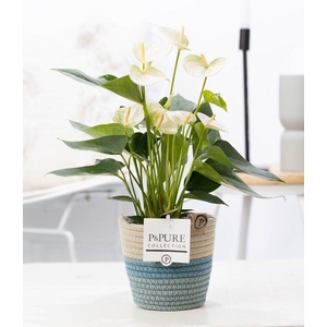 Anthurium white (Elido) in P&PURE Fashionpot Valerie