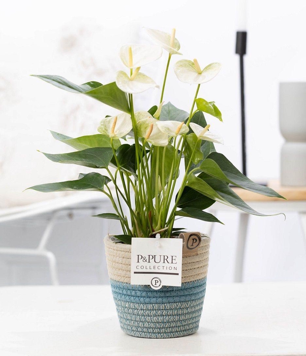 <h4>Anthurium white (Elido) in P&PURE Fashionpot Valerie</h4>