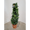 Citrus hystrix