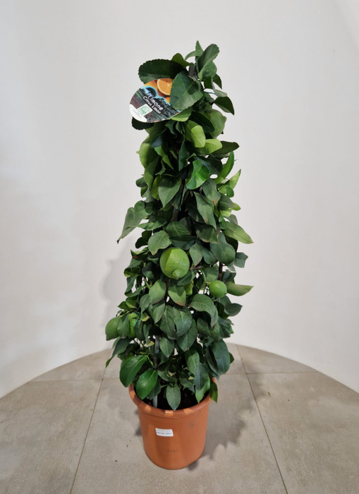Citrus hystrix