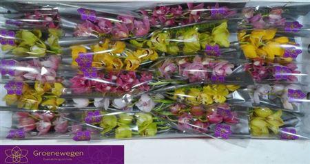 <h4>Cymb Mi Gem</h4>