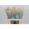 Amaranthus Yearming Desert