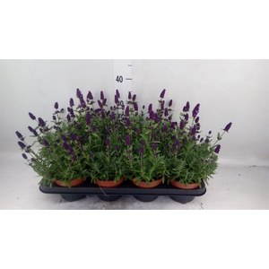 Lavandula angus. 'Hidcote'