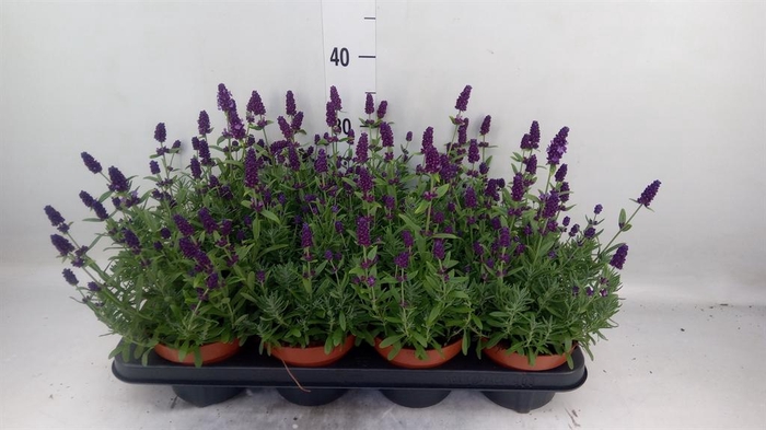 <h4>Lavandula angus. 'Hidcote'</h4>