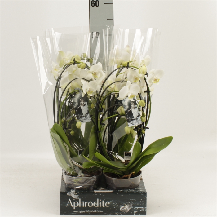 <h4>Phalaenopsis   ...</h4>