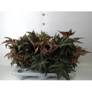 Begonia BD 'MagicColours Lion Danc'