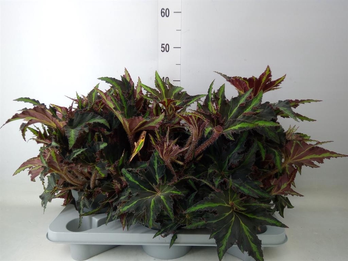 <h4>Begonia BD 'MagicColours Lion Danc'</h4>