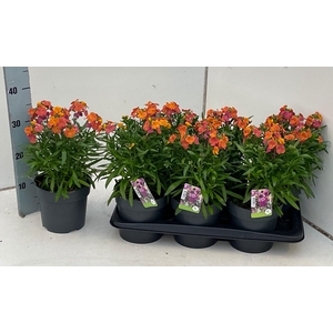 Erysimum linifolium Spring Breeze Sunset