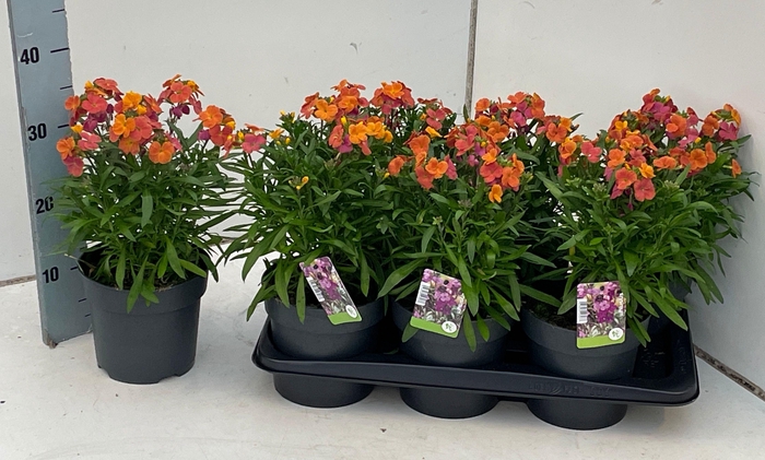 <h4>Erysimum linifolium Spring Breeze Sunset</h4>