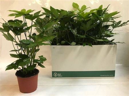 <h4>Fatsia Ov</h4>