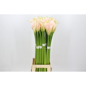 Zantedeschia Eydolls Salmon Promo