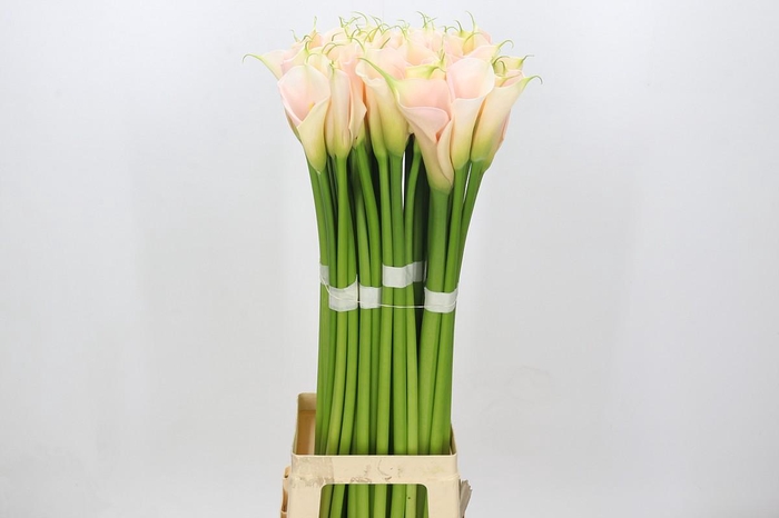 Zantedeschia Eydolls Salmon