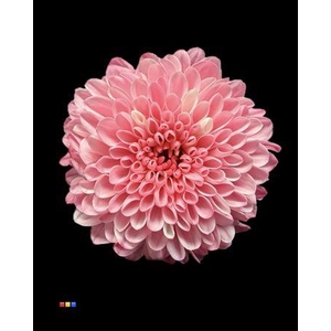 Chr S Cash Pastel Pink