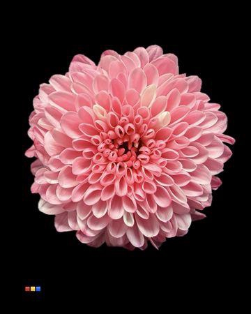 <h4>Chr S Cash Pastel Pink</h4>